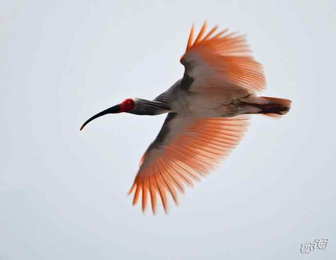 朱鹮&nbsp;wbr路&nbsp;wbr吉祥之鸟