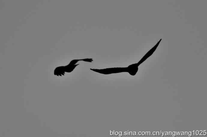 剪纸（空中的战斗）