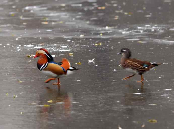 夫唱妇随（鸳鸯）