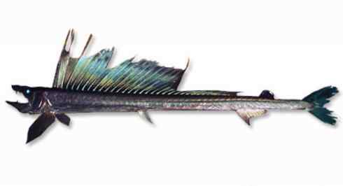 鱼类活化石：帆蜥鱼