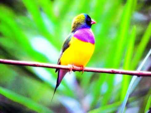 美丽无罪：雀鸟之欣赏2