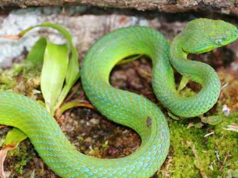 龙：传说的兽原型探秘（响尾蛇类）