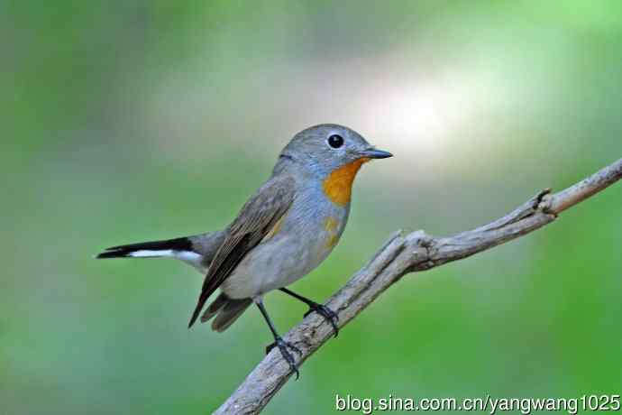 同是红喉不同宗