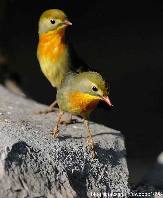 相思趣拍 贺三八国际妇女节