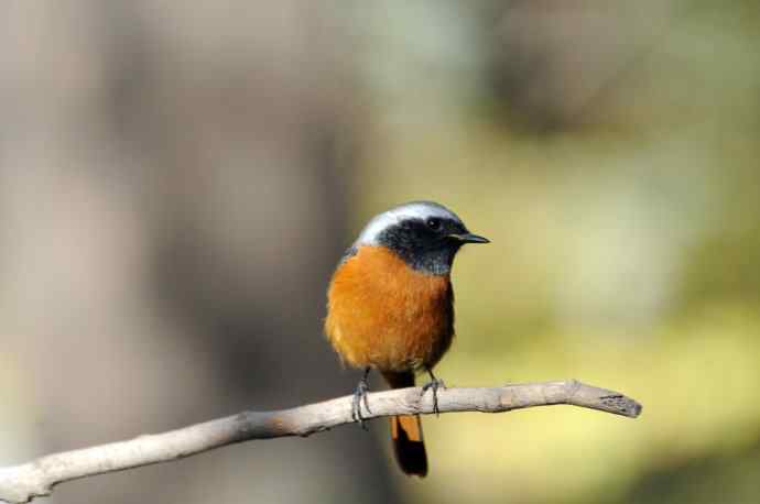 雄性北红尾鸲(9) 雄性北红尾鸲(9)