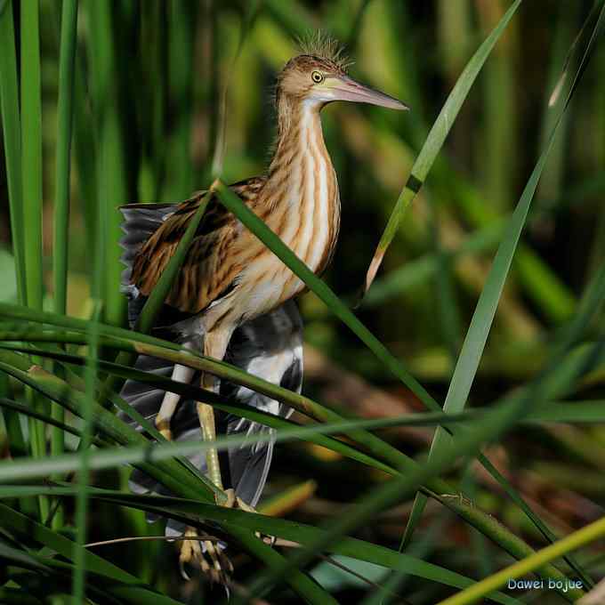 苇丛间的黄小鳽