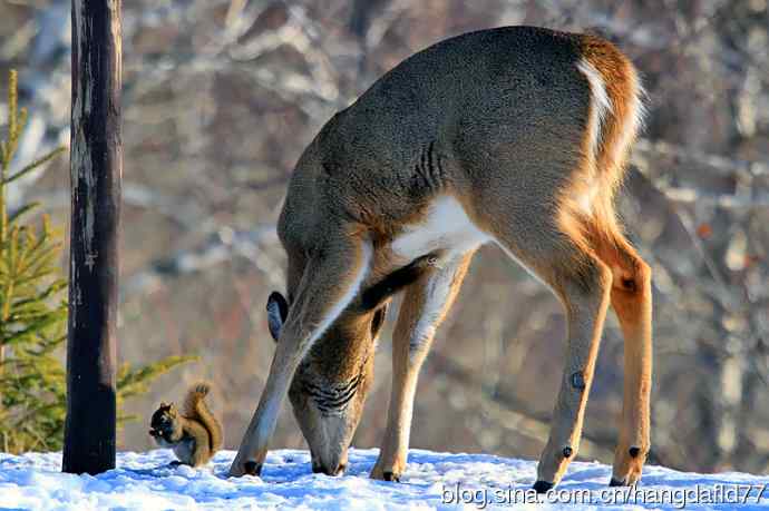 红松鼠与白尾鹿