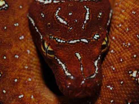 龙：传说的兽原型探秘（树蟒类）