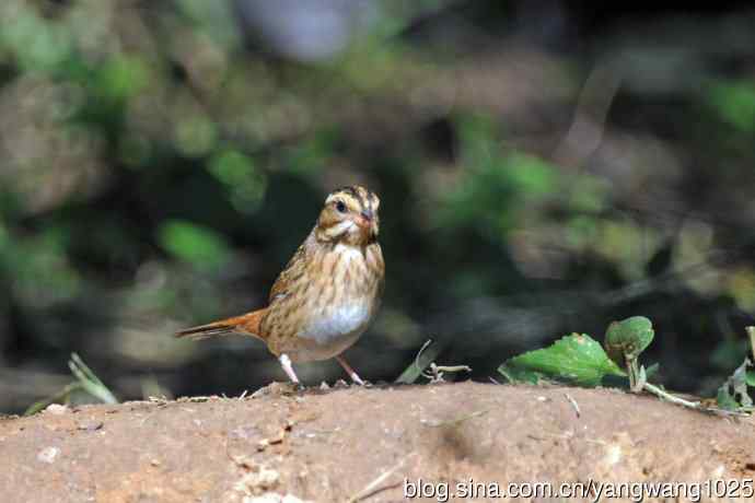 北京天坛公园的鸟类——白眉鹀（10）