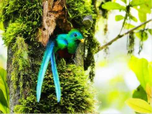 凤凰:传说中的鸟原型探秘(大眼斑雉) 凤凰:传说中的鸟原型探秘(大眼斑雉)