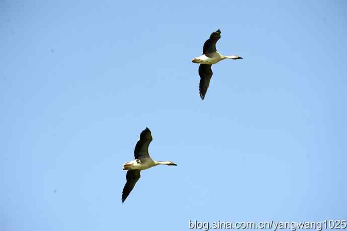 上庄水库的收获（鸿雁）1