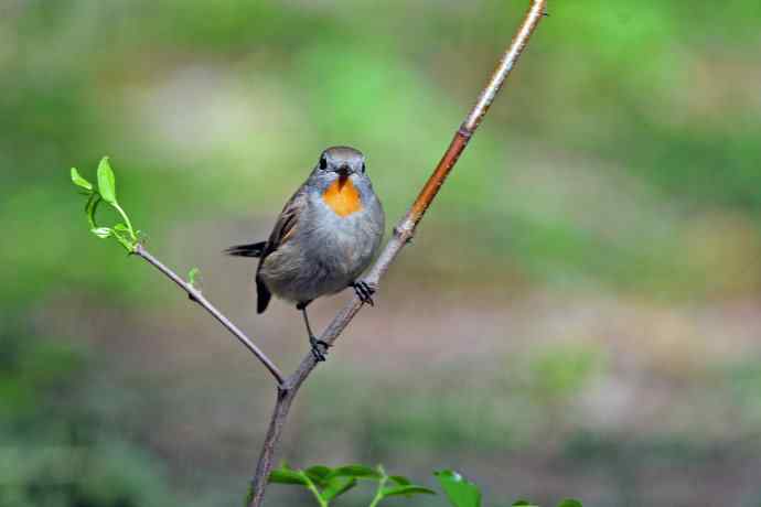 雄性红喉姬鹟（5）