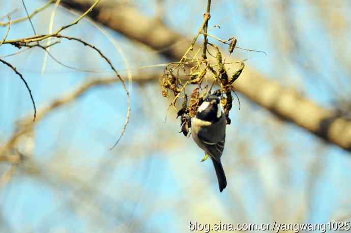 数九寒天的沼泽山雀