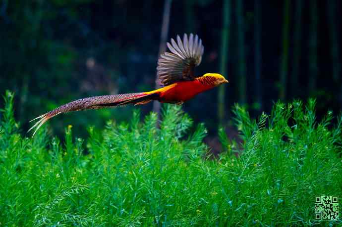 四月拍的红腹锦鸡