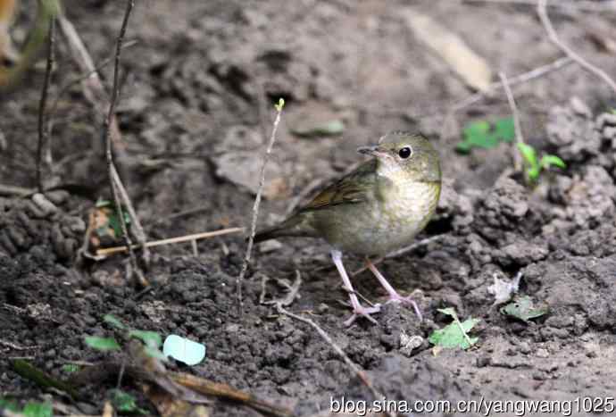 雌性蓝歌鸲（7）