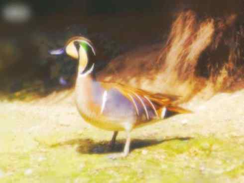 雁鸭之最之六（丑鸭、秋沙鸭、花脸鸭、针尾鸭）