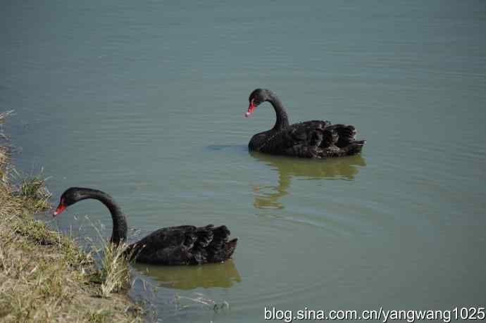 再游麋鹿苑（黑天鹅篇）