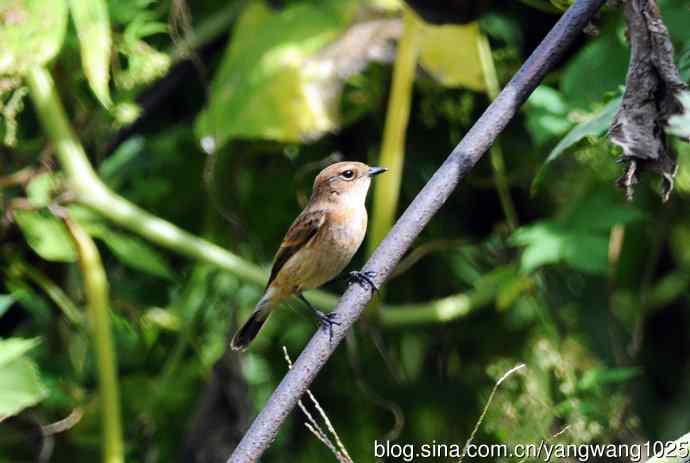 雌性黑喉石即鸟(2) 雌性黑喉石即鸟(2)