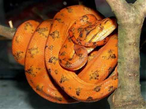 龙：传说的兽原型探秘（树蚺类）