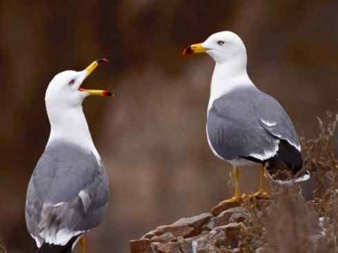 白头鸟系列：另类的美丽10（海鸥）