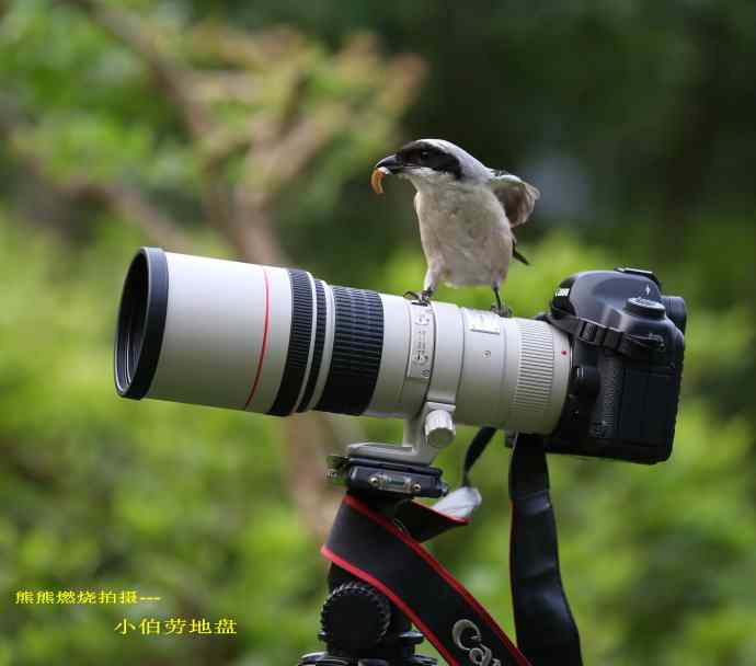 211.小伯劳成长记(5)结束篇--群友部分精彩作品选