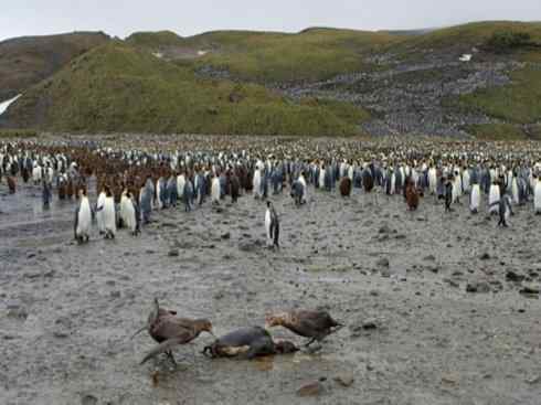 天生猎手：非猛禽类猎手之四（荒漠猎手走鹃）
