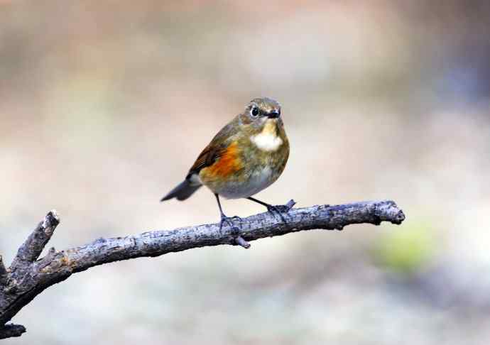 雌性红胁蓝尾鸲(8) 雌性红胁蓝尾鸲(8)
