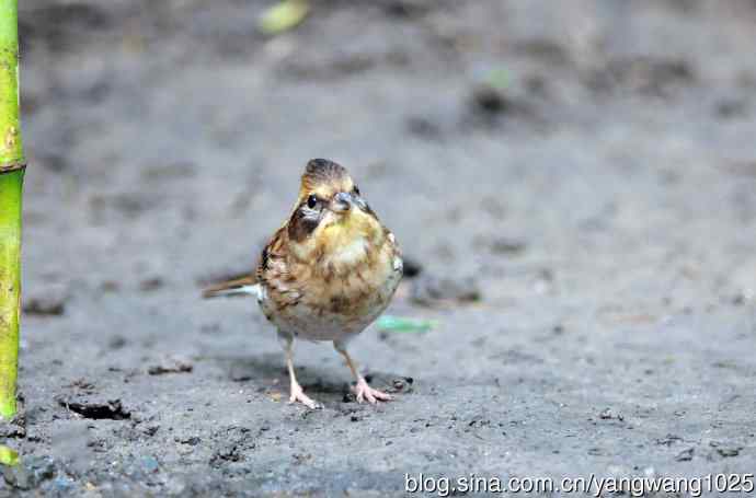 雌性黄喉鹀（10）