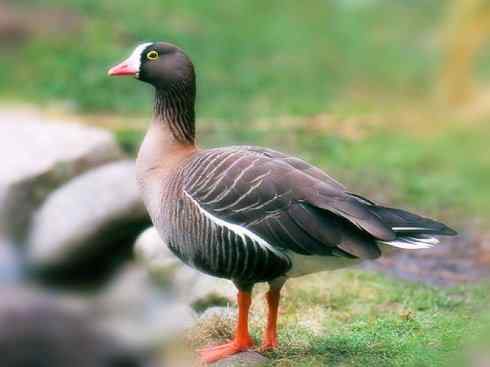 欣赏：美丽的雁