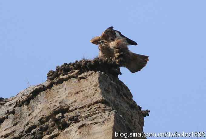 山光悦鸟性 wbr偶心竞翔飞 山光悦鸟性 wbr偶心竞翔飞