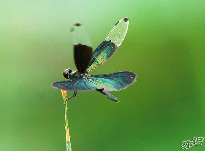 圆明园&nbsp;wbr路&nbsp;wbr黑丽翅蜻鈥斺敽商裂蘧