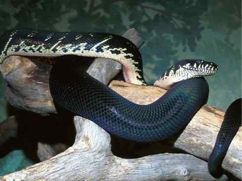 龙：传说的兽原型探秘（树蟒类）