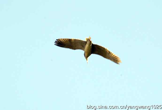 飞(夜鹭)12 飞(夜鹭)12