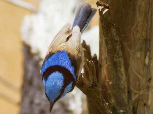 美丽无罪：雀鸟之鹩莺