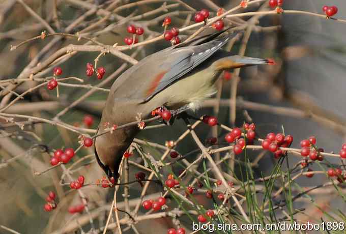 太平鸟归来 太平鸟归来