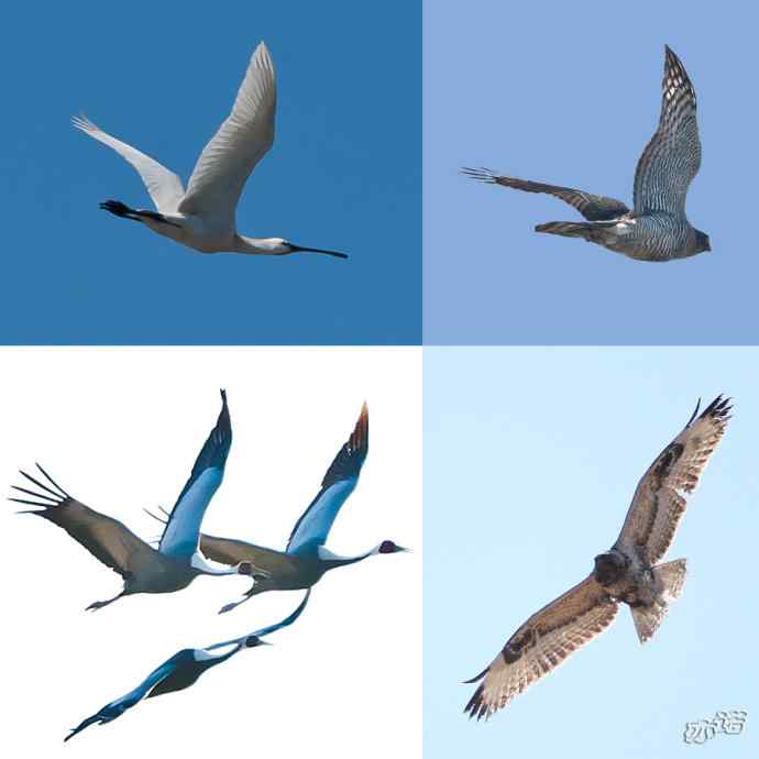 3月27日北京野鸭湖一组原画幅鸟片