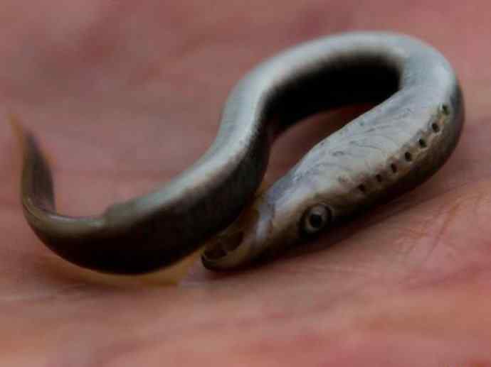 鱼类活化石：七鳃鳗