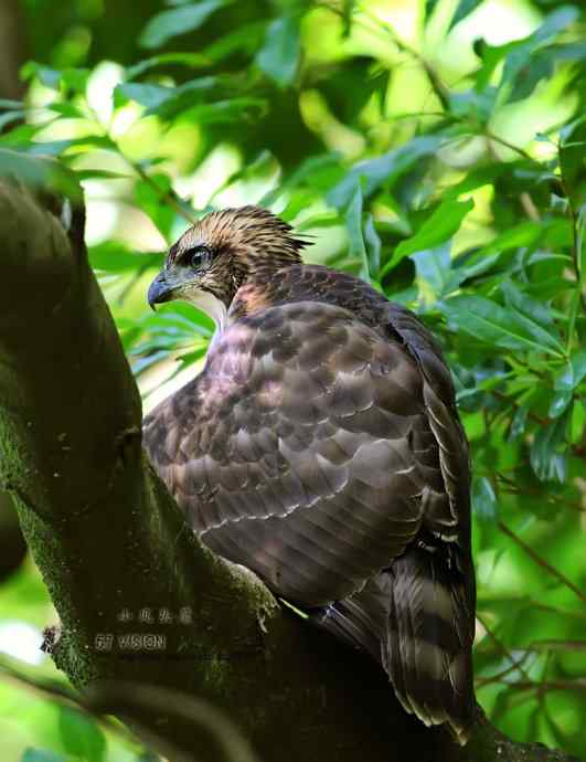 未来的森林王者鈥斺斝》锿酚