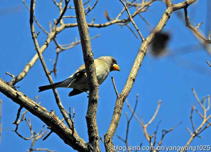 黑尾蜡嘴雀 wbr1