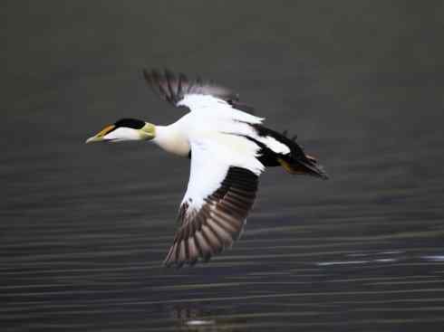 鸟类之最:欧绒鸭 鸟类之最:欧绒鸭