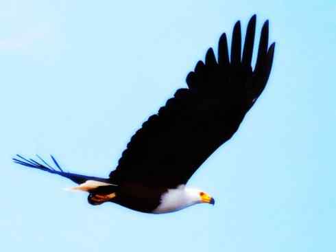 白头鸟系列:另类的美丽(吼海雕) 白头鸟系列:另类的美丽(吼海雕)