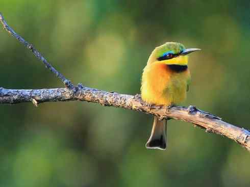 绝色攀禽：佛法僧目之蜂虎3