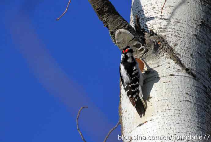 毛发啄木鸟 毛发啄木鸟