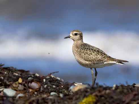 鸟类之最:北美金鸻