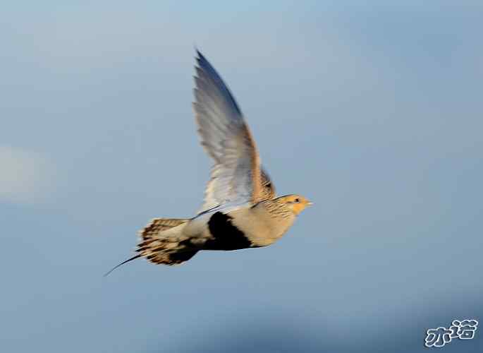 官厅水库&nbsp;wbr路&nbsp;wbr毛腿沙鸡和雉鸡