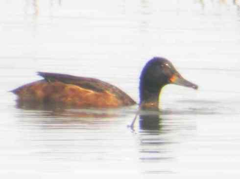 雁鸭之最之三 雁鸭之最之三