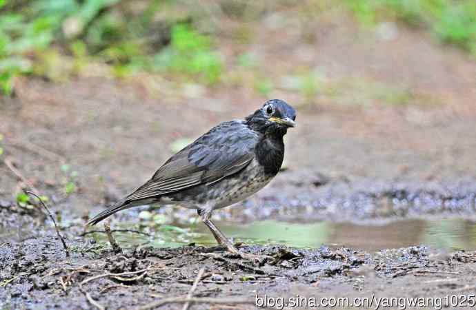 乌灰鸫(1) 乌灰鸫(1)