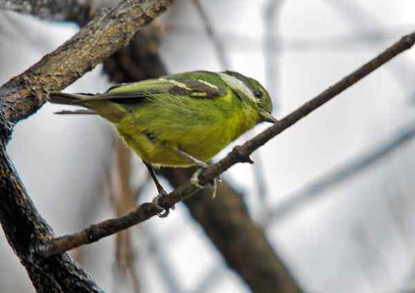 北京植物园赏鸟（三），黄腹山雀（组图）