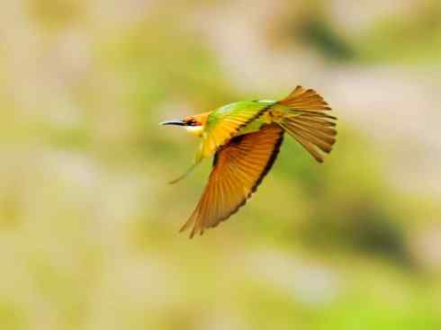 绝色攀禽：佛法僧目之蜂虎3