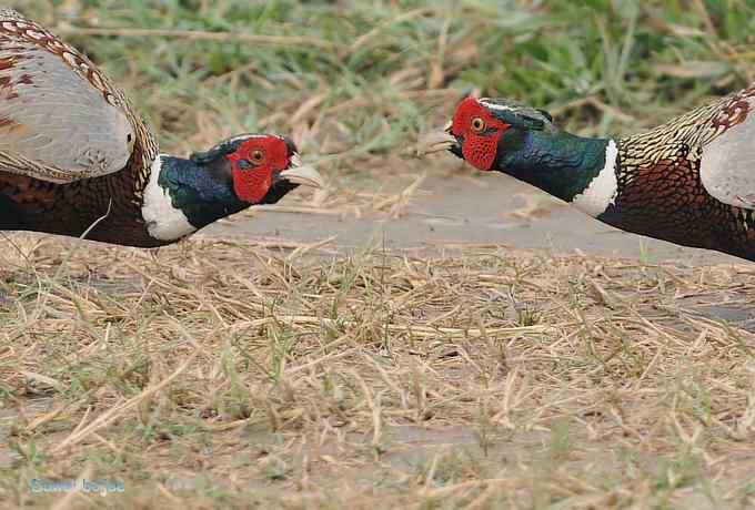 雄风大雉争欢斗勇